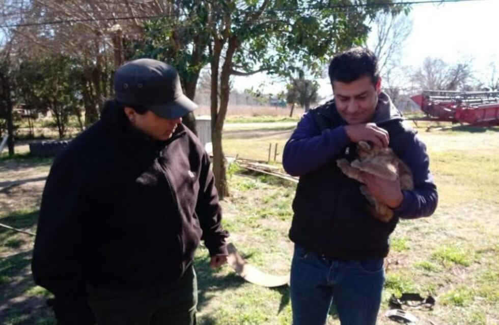 Trillaban un campo en Malena y encontraron dos cachorros de puma