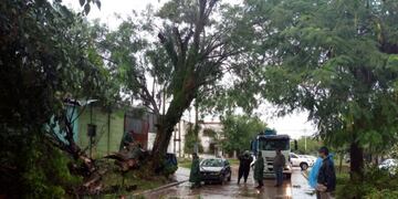 Cuadrillas municipales trabajan para quitar los árboles caídos de la ciudad\u002E