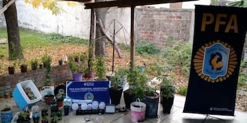 Los uniformados secuestraron más de 40 ejemplares de cannabis sativa\u002E (Ministerio de Seguridad de la Nación)