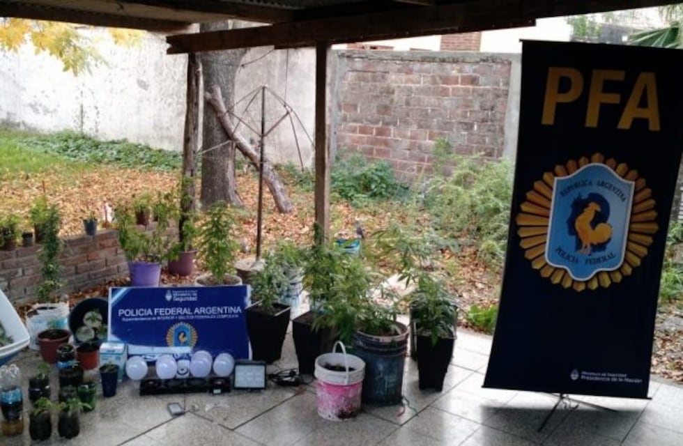 Cayó con más de 40 plantas de marihuana una banda dedicada al narcomenudeo en Santa Fe