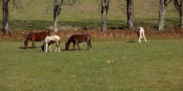 La denuncia del rob fue realizado el pasado 22 de enero\u002E