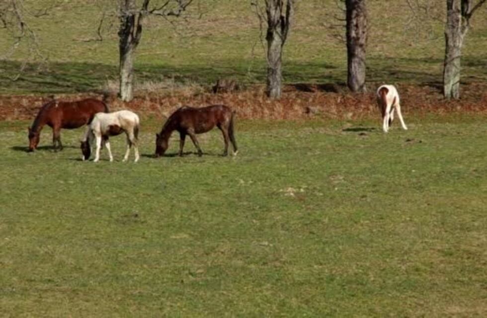 Encontraron caballos que habían sido robados