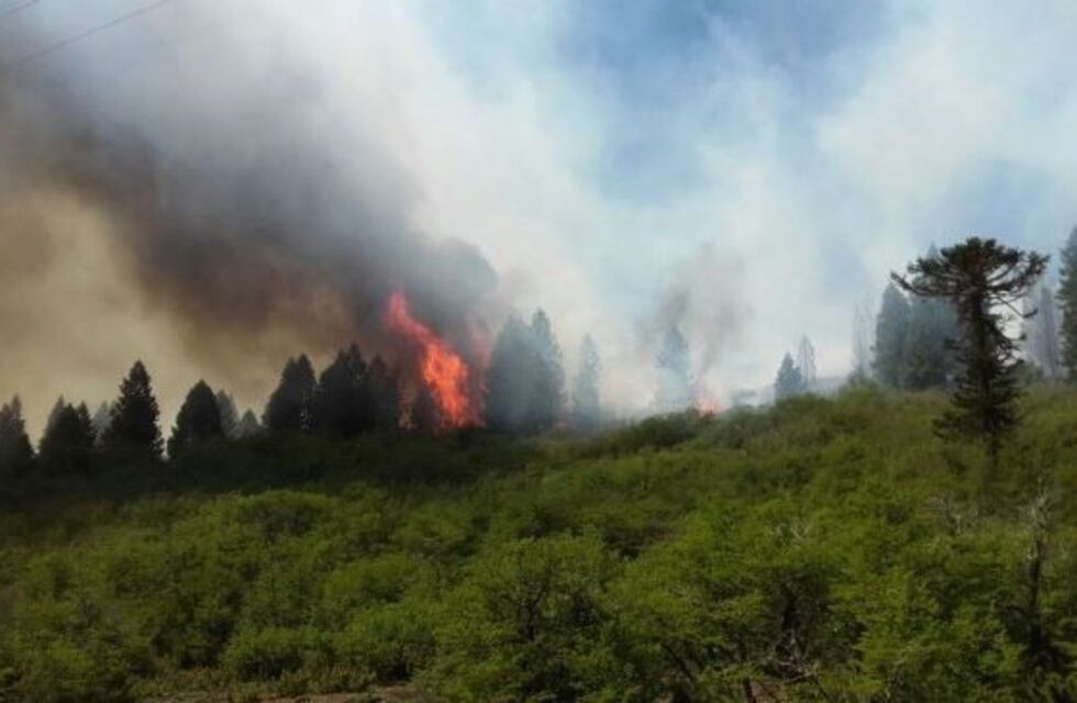 Más de 21.000 hectáreas se quemaron por incendios forestales en Río Negro