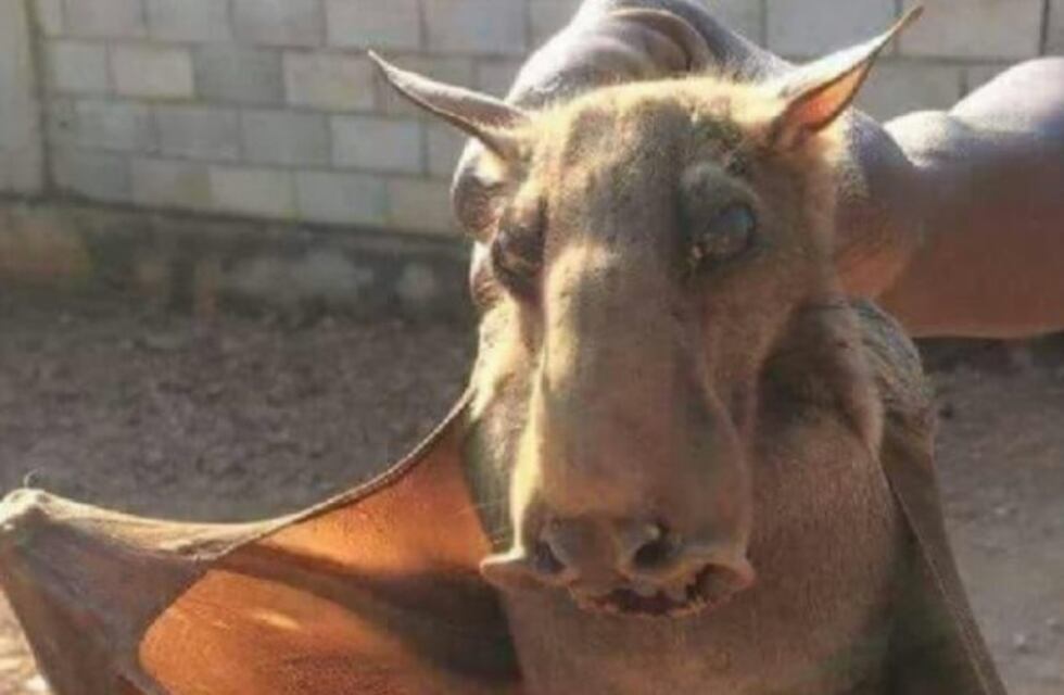 Cuál es la extraña criatura que causó conmoción en un pueblo de San Juan