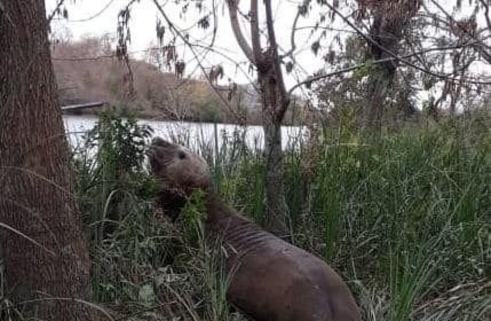 Berisso: hallaron al elefante marino que había desaparecido el sábado