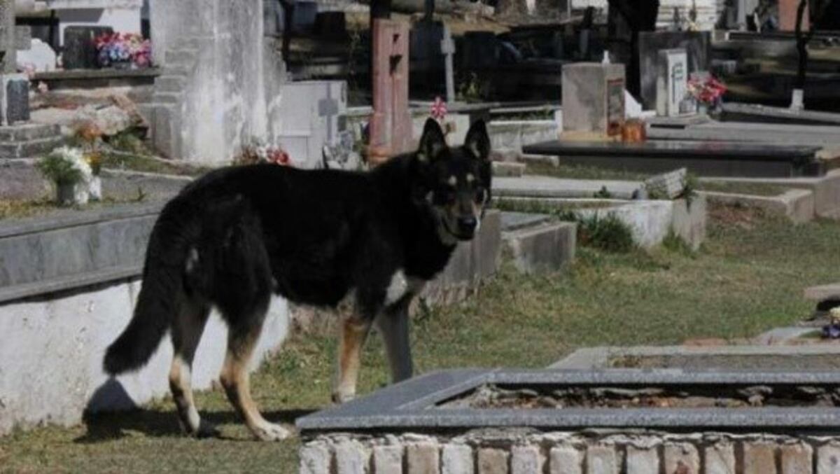 Capitán, el perro fiel de Villa Carlos Paz\u002E