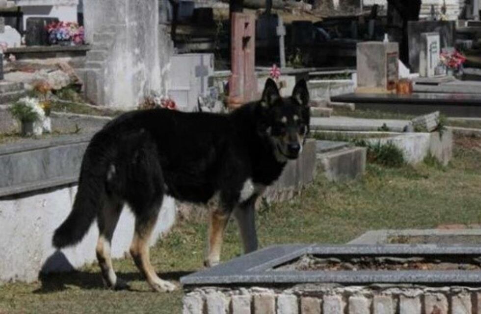El perro Capitán sería finalmente sepultado junto a la tumba de su dueño