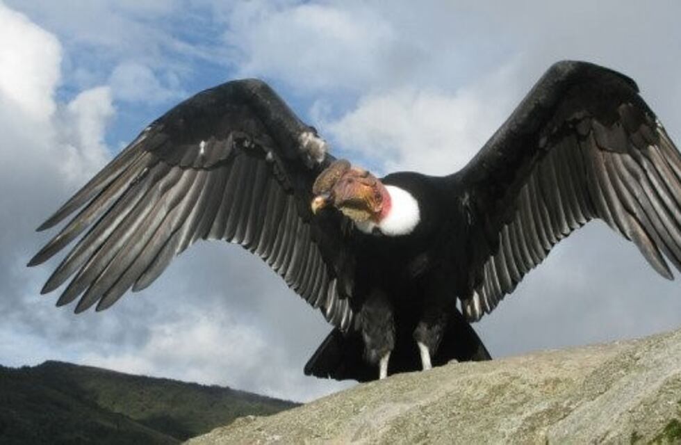 Este viernes será liberado el cóndor Wak'a en Cafayate