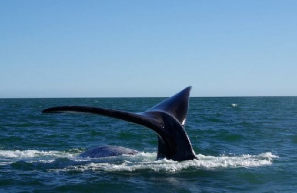 Una ballena franca austral se paseó por las costas de Comodoro rumbo a Madryn