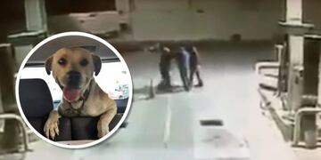 Perro evita robo (Web)