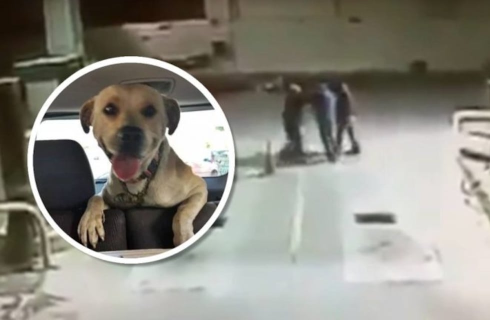 Viral: un perrito callejero evitó un robo a una estación de servicio