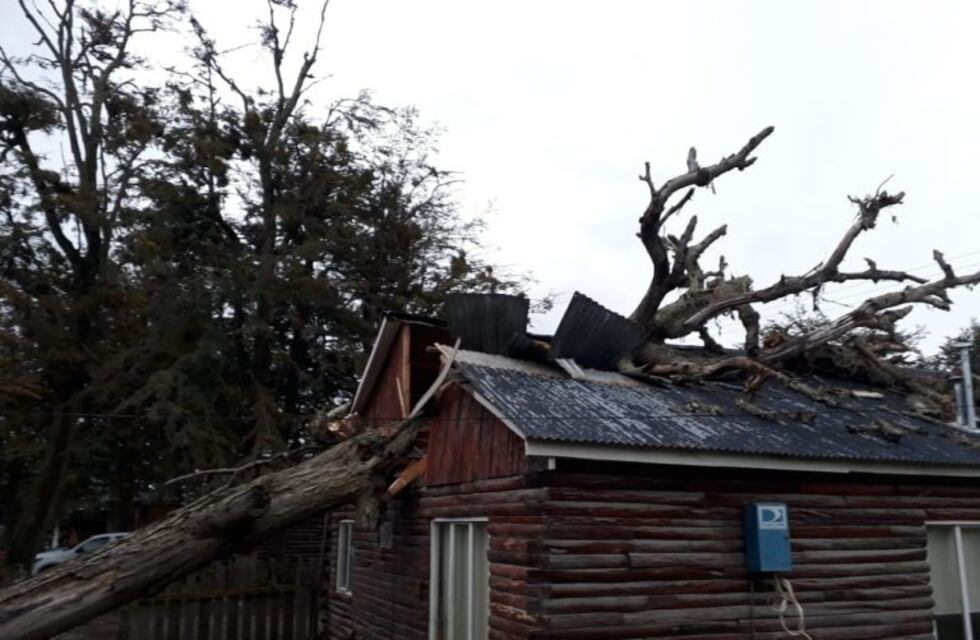 Un árbol destruyó el techo de la oficina del Ministerio de Agricultura, Ganadería y Pesca de Tolhuin