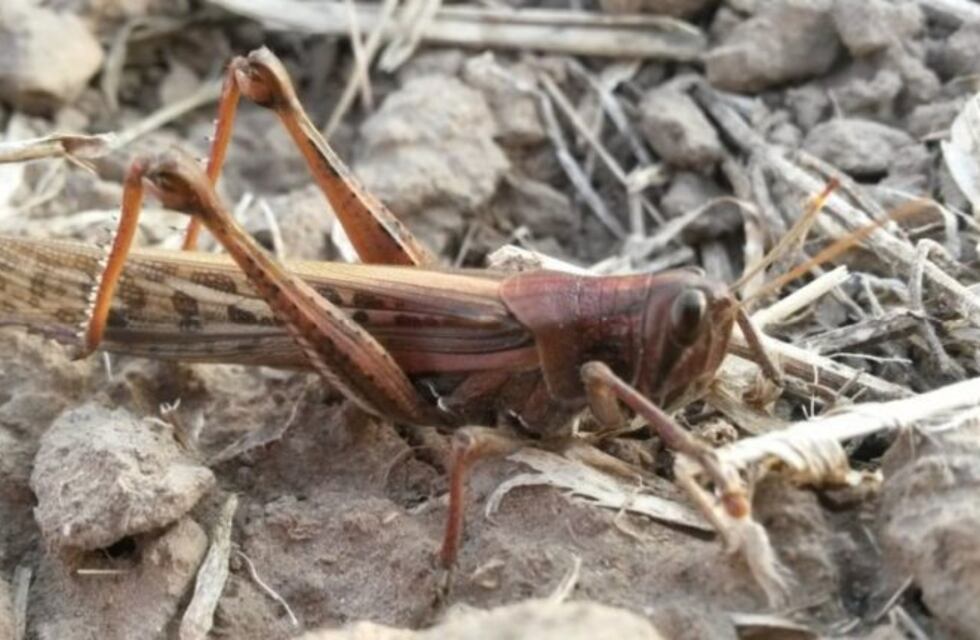 Plaga de tucura: piden asignación de recursos a productores de Chubut