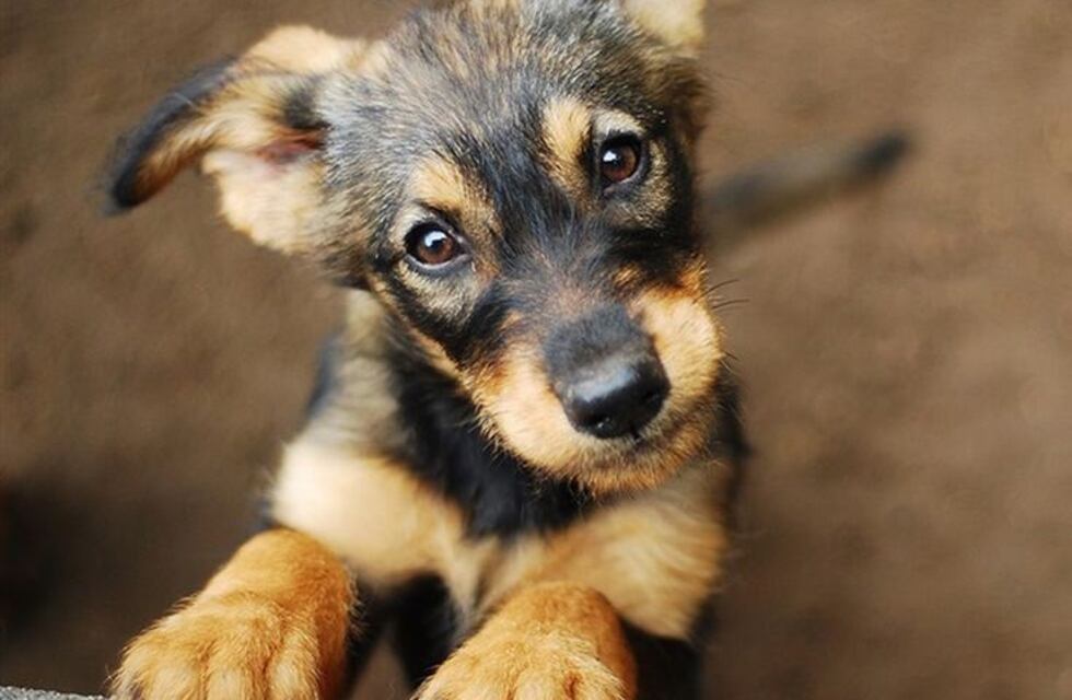 El perro que sigue esperando a su dueño que murió por coronavirus