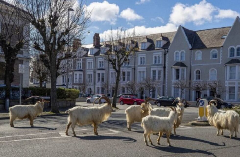 En medio de la cuarentena, las cabras tomaron la ciudad de Gales