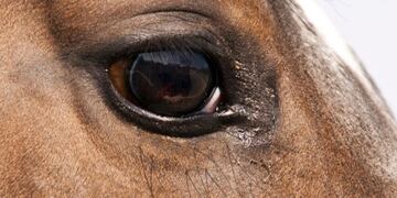 caballo