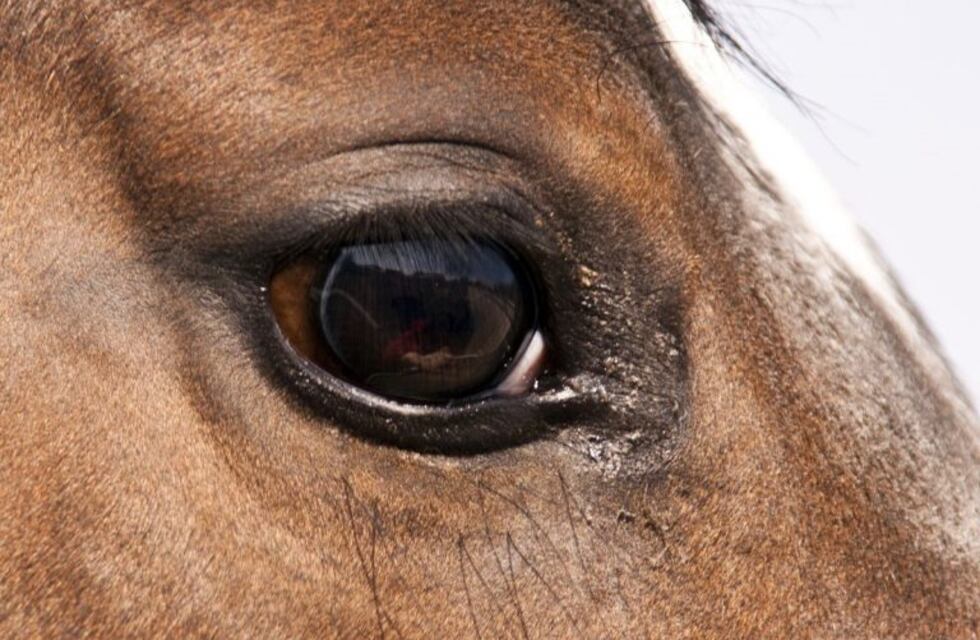 Córdoba insegura: se robaron 20 caballos de un predio municipal