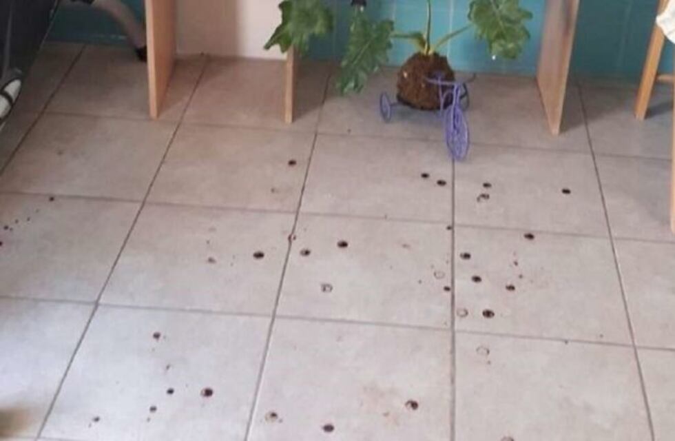 Ladrones le dispararon en su huída y se salvó de milagro