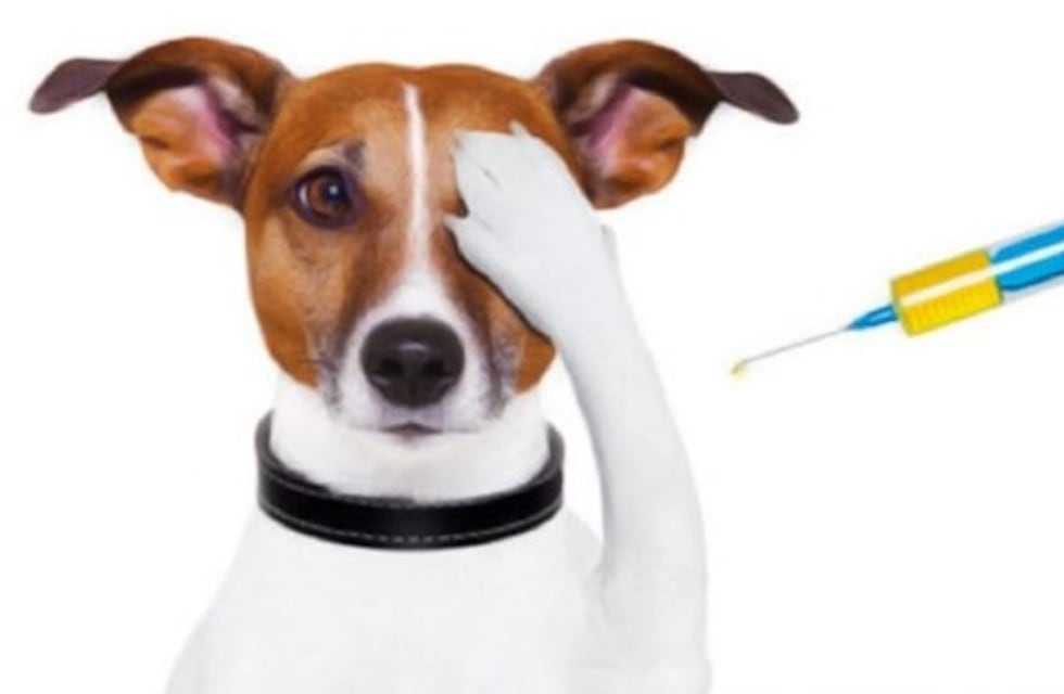 Continúa en agosto la campaña de vacunación antirrábica