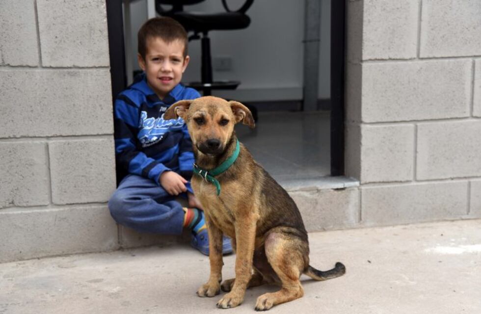 Día del Animal: continúan las campañas de adopción de mascotas pese al aislamiento