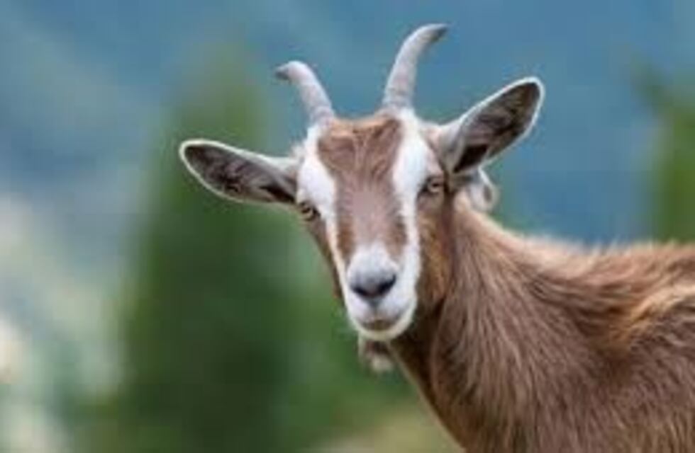 Terror por un video de una cabra que camina en dos patas por considerar que puede estar poseída