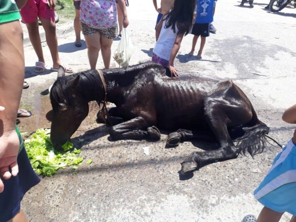 Polémica: vecinos rescataron al caballo de un carrero y le quemaron el carro
