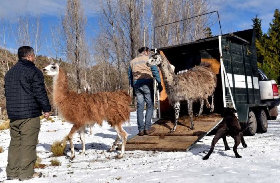 Comenzó la adopción de los animales del ex zoológico
