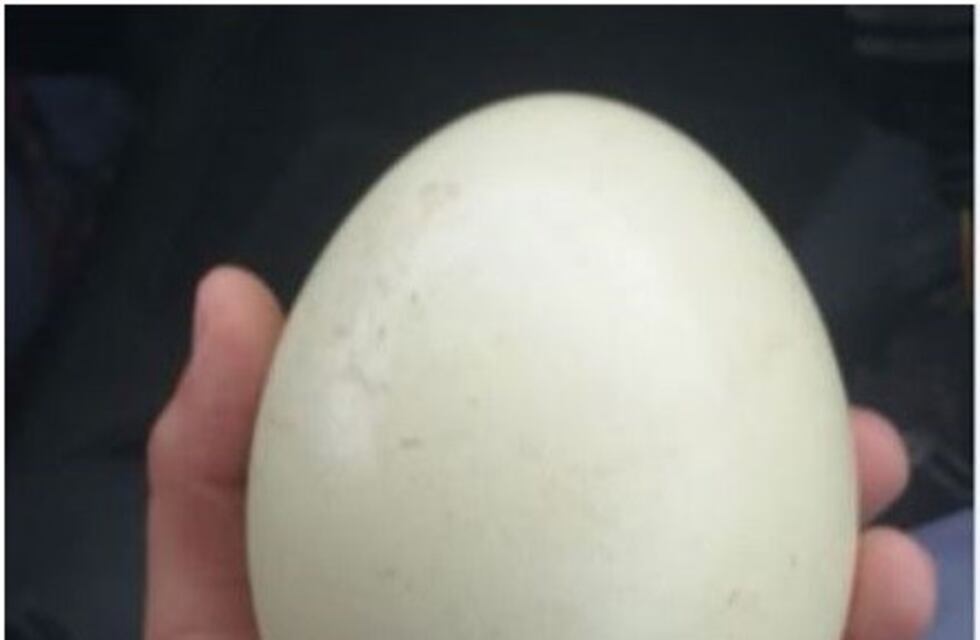 Detienen a un ladrón de huevo de ñandú