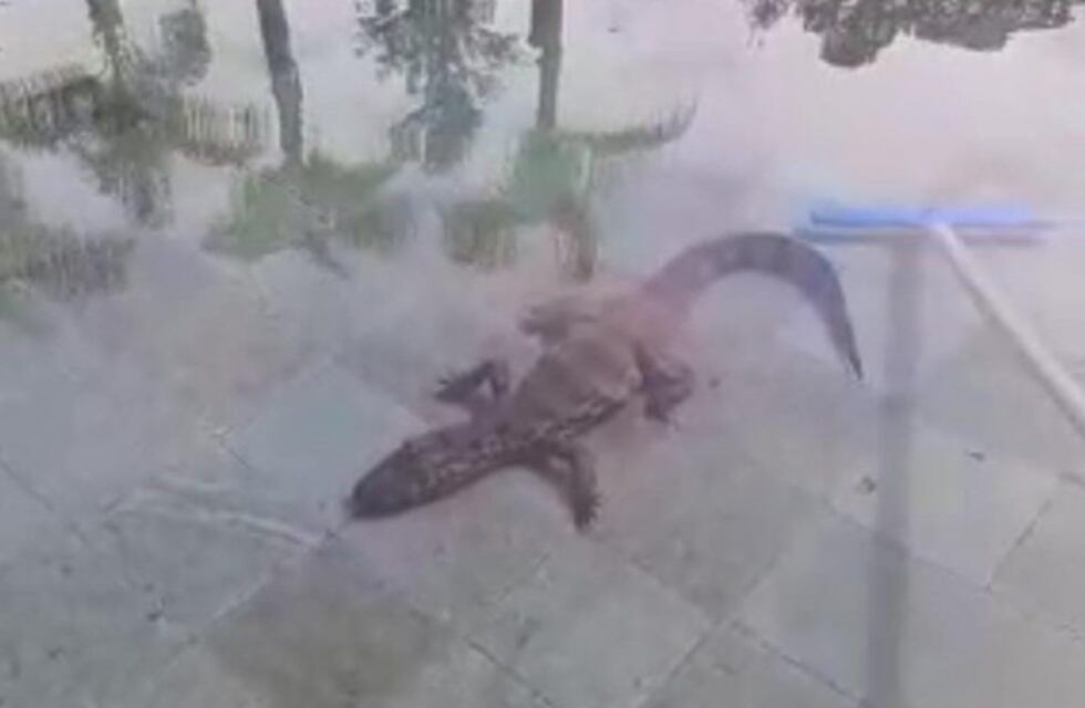 Un pequeño yacaré apareció nadando en la pileta para niños de un hotel de Iguazú