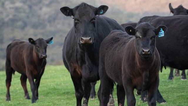 Vaca y ternero - PxFuel