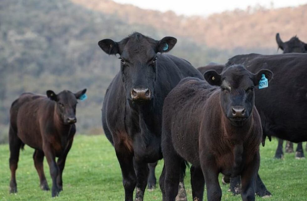 ¿Que es el "creep grazing"?