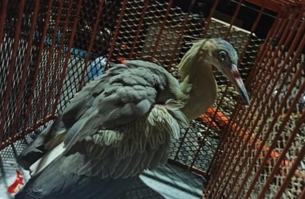 Murió en Rosario una grulla que cruzó desde las islas herida por un balazo