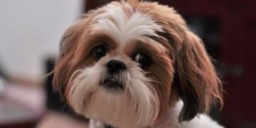 Sacrificaron a una perrita sana para cumplir la voluntad de su dueña y enterrarlas juntas (Foto: web)