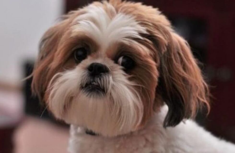 Una perra fue sacrificada para ser enterrada con su dueña