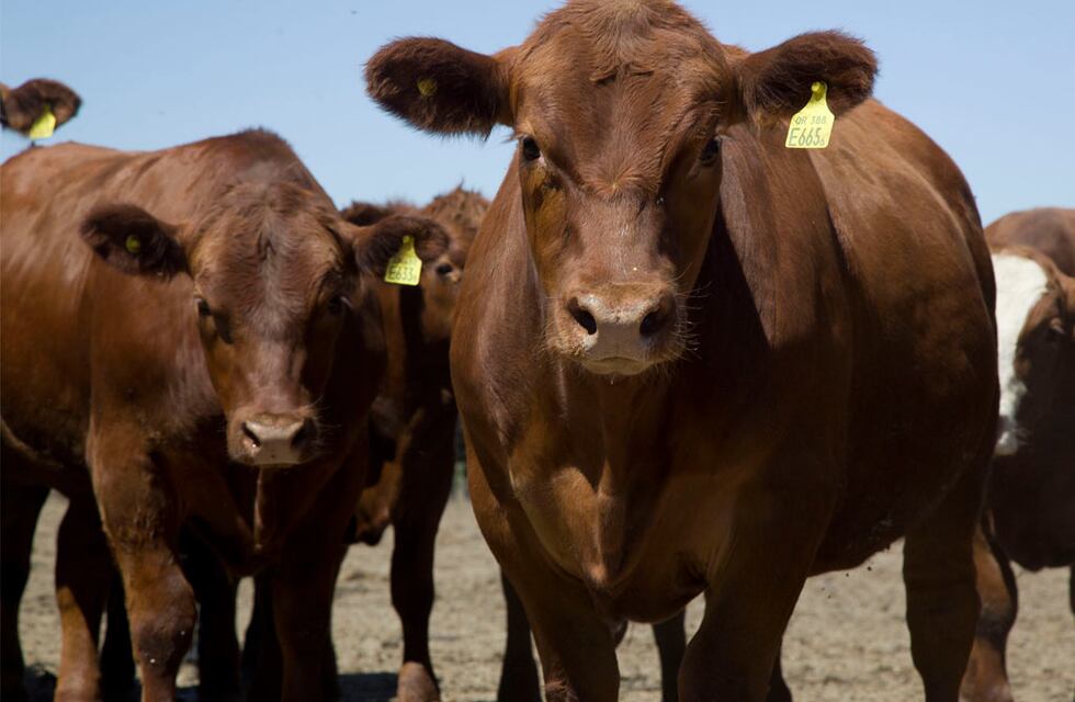 Longevidad de las vacas y su ciclo de producción