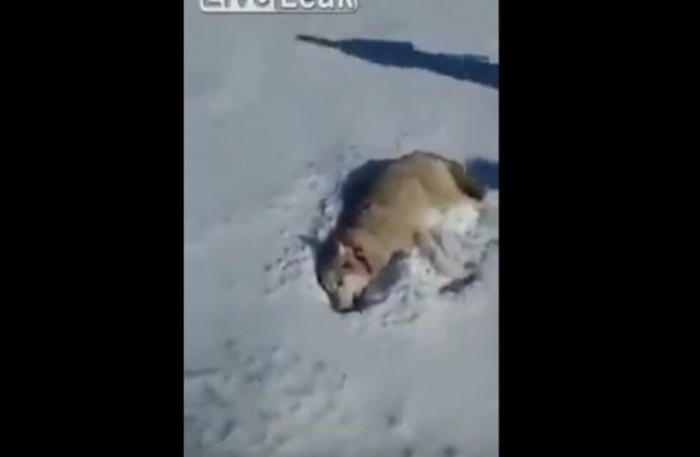 Se burlaban de este lobo herido y así reaccionó el animal