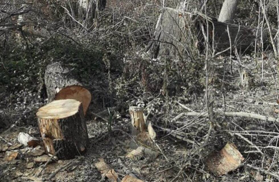 Preocupa la tala ilegal en zona ribereña de Neuquén