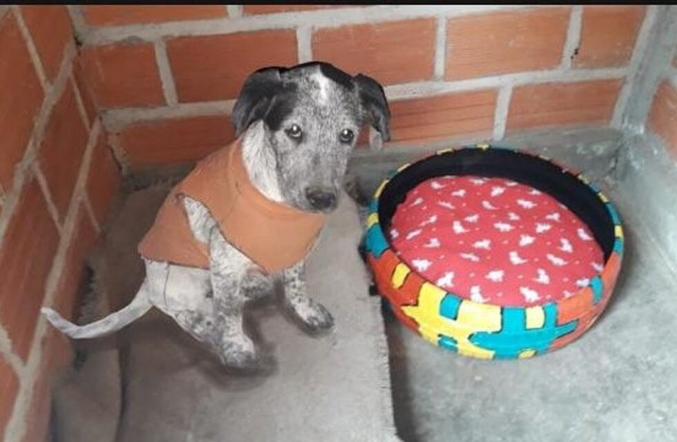 En cuatro años más de 800 salteños adoptaron un perro