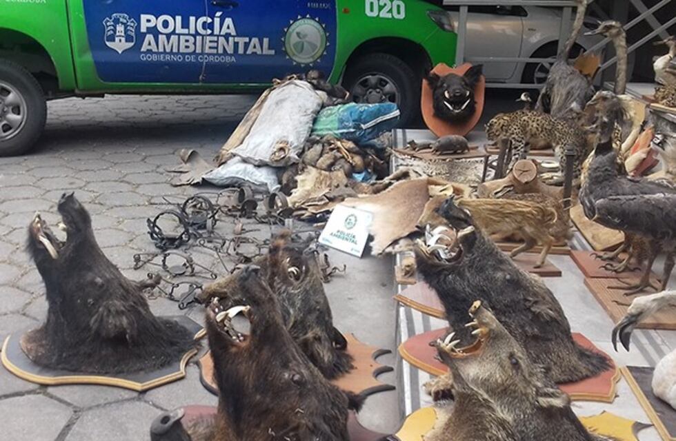 Hallan pieles, trofeos de animales y fauna viva en el sur de Córdoba