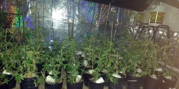 Vivero de marihuana en Río Cuarto