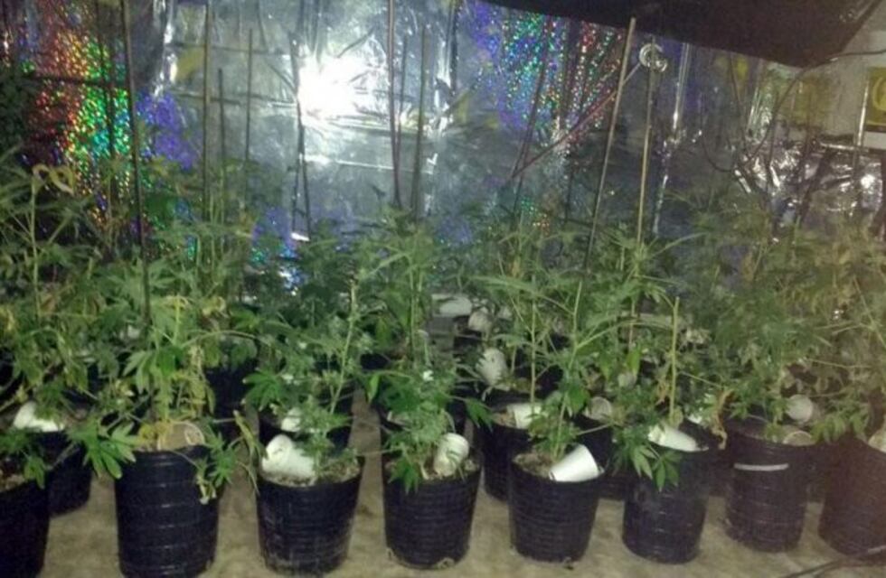 Tenía un vivero de marihuana, policías se hicieron pasar por clientes y lo detuvieron en Río Cuarto