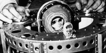 El mono Juan, el primer astronauta argentino