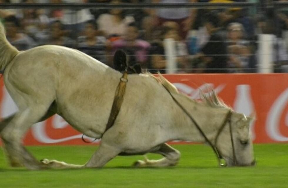 Greenpace Argentina se opone al uso de caballos en Jesús María