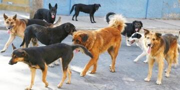 Perros sueltos (web)