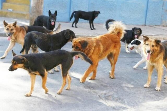 Perros sueltos (web)