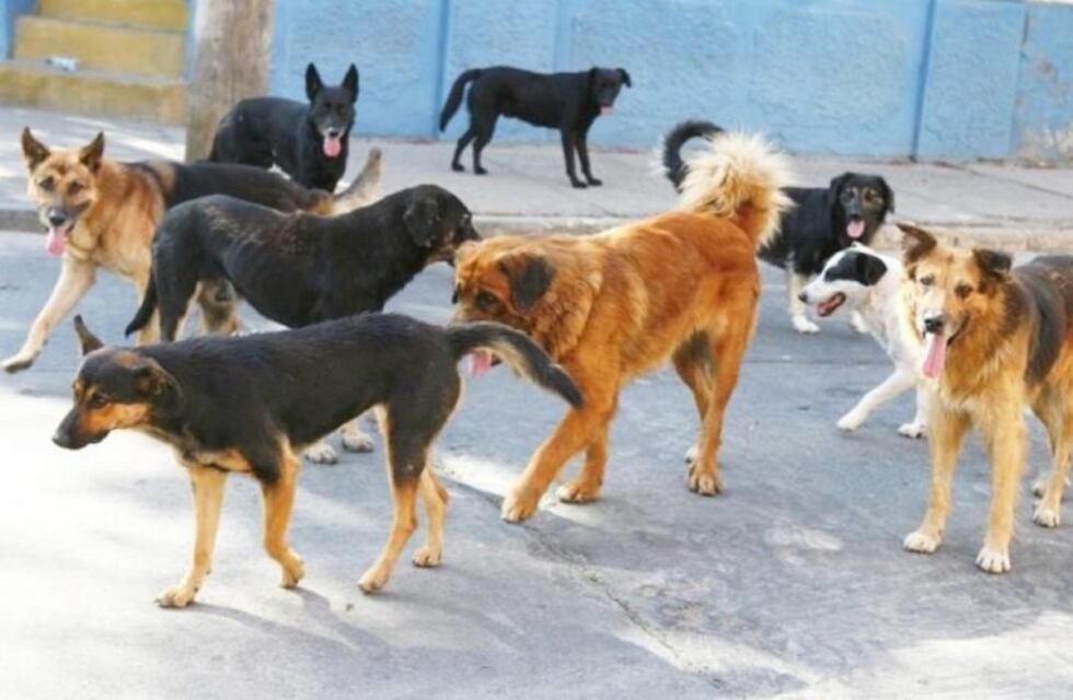 Perros sueltos: se están diagramando nuevas acciones para combatir este flagelo
