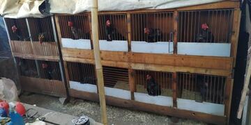 75 detenidos en una riña de gallos en Rosario de Lerma (Policía de Salta)