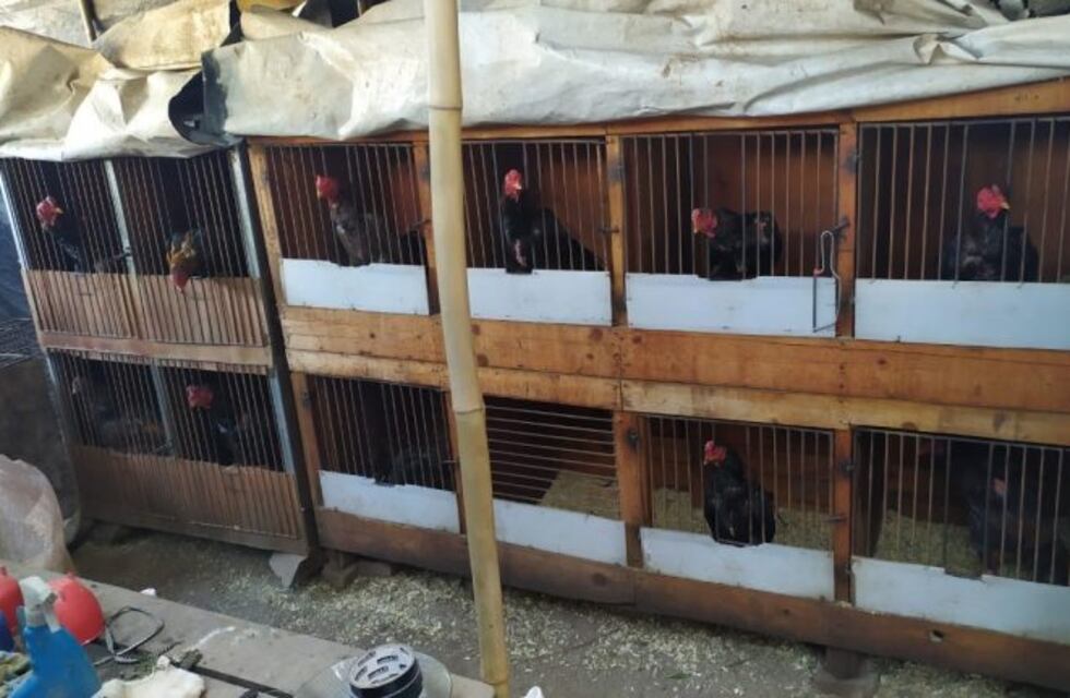 75 detenidos en una riña de gallos en Rosario de Lerma