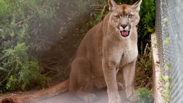 Pánico: capturan a un puma en el patio de una casa en Córdoba