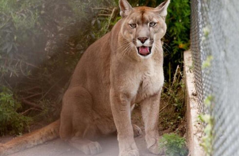 Córdoba: encontraron un puma, lo mataron y los vecinos están furiosos